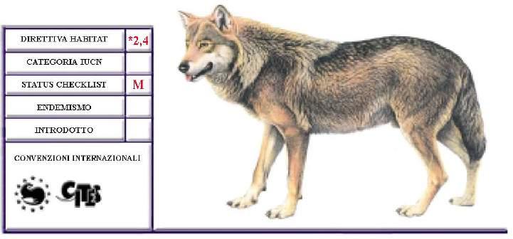 Mammiferi Canis lupus (Linnaeus, 1758) - Lupo Sistematica ed identificazione E specie dalla forma slanciate, e dalle dimensioni medio grandi (lunghezza testa corpo 110-148 cm, altezza alla spalla