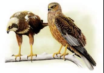 Circus aeruginosus (Linnaeus, 1758) - Nome italiano: Falco di palude Distribuzione Specie a corologia paleartico-paleotropicale-australasiana.