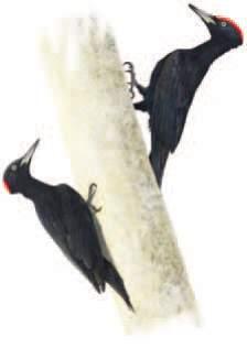 Dryocopus martius (Linnaeus, 1758) - Picchio nero Distribuzione Il Picchio nero è specie eurosibirica, ampiamente distribuita nel Paleartico e in Asia.