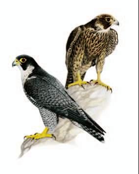 Falco peregrinus (Tunstall, 1771) - Nome italiano: Falco pellegrino Distribuzione Specie politipica a corologia cosmopolita, manca solo nelle regioni di foresta pluviale dell America centro-