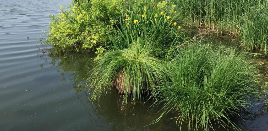 Perdita di biodiversità in Svizzera