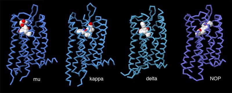 SISTEMA OPPIOIDE: APPARATO RECETTORIALE AGONISTI