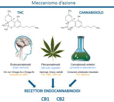 Cesamet Endocannabinoidi anandamide (arachidonoiletanolammide) 2-AG