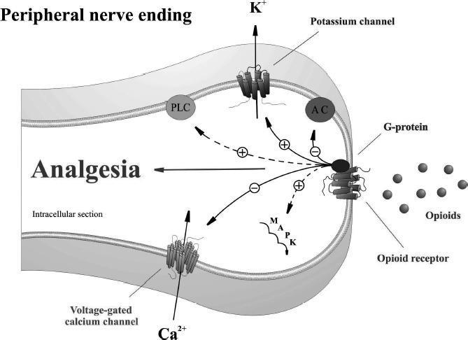 MECCANISMO D AZIONE DEL NEURONE ENKEFALINERGICO 1) L enkefalina liberata dal neurone enkefalinergico blocca la liberazione di neurotrasmettitori eccitatori (acetilcolinaglutammato) a livello