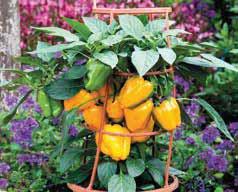 I frutti restano a lungo sulla pianta anche a maturazione completa dando un effetto ornamentale di buon interesse.