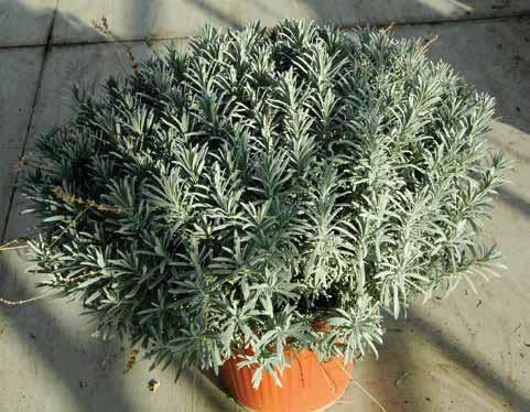 AROMATICHE DA TALEA 404001 Helicrisum Italicum (Pianta curry).