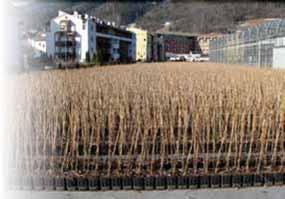 Nuova offerta di Planta che si sposa ottimamente con il clima dell Alto Adige e con il servizio Planta. Le nostre piante sono forti, crescono bene e velocemente.
