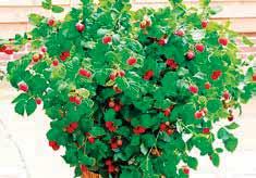 Produzione in vaso quadrato 13x13 da 2,5 litri, giusto compromesso per avere piante forti, in grado di produrre frutti già nella stagione di piantagione.