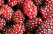 617502 Tayberry BUCHINGHAM... Ibrido tra lampone e mora. I frutti, di forma allungata, vanno raccolti quando sono rossi scuri e morbidi.