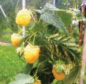Il Tayberry si coltiva come il lampone, produce da inizio a fine estate per un tempo piuttosto lungo.