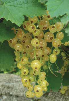618001 Ribes rosso medio precoce ROVADA...Tipico frutto dolce acidulo a maturazione medio precoce.