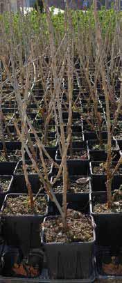 grappoli, dolce e aromatiche. 618002 Ribes nero TITANIA.