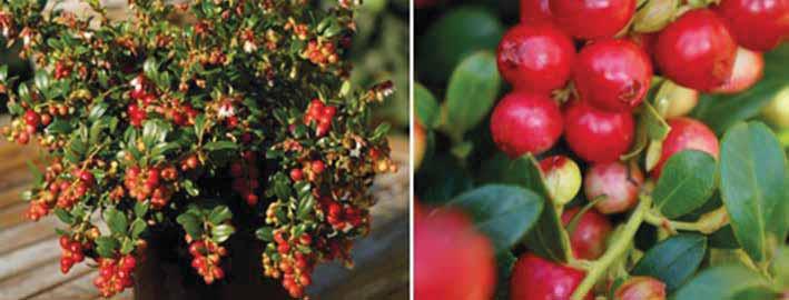 Il frutto si raccoglie a fine estate, è acidulo e adatto per marmellate, composte e essicazione. La pianta entra in produzione dopo 2-3 anni. 620302 Mirtillo rosso FIREBALL.