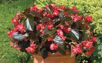 Coltivare dal vaso 12 in su. BEST- 102501 Rosso foglia verde... Colore del fiore rosso brillante e pianta più accestita.