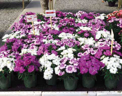 Dianthus chinense dai colori particolari e fiore grande. Tollera bene il freddo e si potrebbe coltivare anche con ciclo autunno-primaverile.