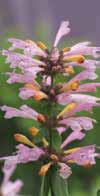 .. Reintroduzione dell Angelonia da seme, molto migliorata nella qualità di pianta e fioritura. Serenita è davvero interessante per produzioni estive anche in vaso piccolo. (10-12 con 1 pianta).