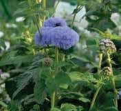 .. Hybiscus da seme di grande qualità, usabile sia in vaso che in giardino. Fioritura estiva per pieno sole. Ottima tolleranza al secco.