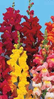 .. Dianthus barbatus con fiori a palla molto belli e numerosi che fiorisce al primo anno e tollera molto