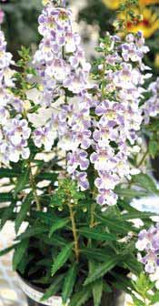 1-20 Serie a fiore grande e pianta vigorosa ben ordinata, dai colori brillanti.