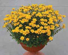 203012 Bidens eretto Golden empire giallo... Pianta eretta con fiori staccati dalla foglia. Si presta a vasi sia grandi che piccoli. Buona tolleranza al sole. Molto adatto per vendite precoci.