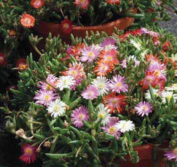 DELOSPERMA Delosperma Jewel of desert TRIX MIX 206231 jewel of desert sun stone (rosso) (E) 206232