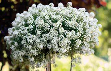 LOBULARIA 214501 White Stream... Bianco puro a piante relativamente. contenitori da 104 fori 214510 Stream mix (white, purple, consegne da sett. 1-20 lavender).