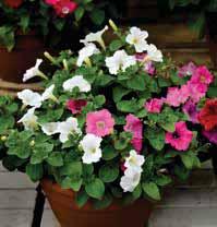19) Begonia a fiore gigante e pianta vigorosa adatta sia per il vaso che per il giardino.