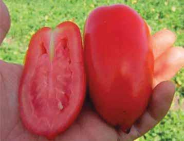 ..interessante pomodoro a frutto lungo tipo San Marzano ma completamente pieno.