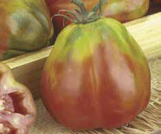 .. Selezione locale di pomodoro riccio di dimensione medio piccola con frutto di ottimo sapore che tiene
