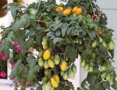 .. Pomodoro a pianta eretta di buon sviluppo (40-50 cm): frutto tondo tipo cherry di buona qualità. 310503 Cerasella.
