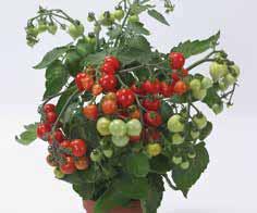 .. Pomodorino ricadente del tipo Cherry a frutto rosso Buon sviluppo e buona qualitá dei frutti.