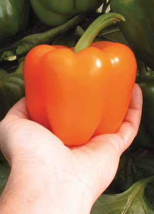 in orto, fanno peperoni più piccoli ma in numero maggiore e con produzione più omogenea durante la