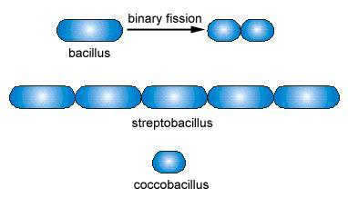 5-1 µm x 1-4 µm): Allungati, con