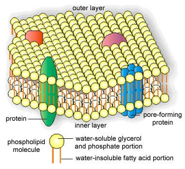 Cellula procariotica Membrana citoplasmatica Composizione: Tipica membrana biologica: Natura fosfolipoproteica (40% lipidi, 60% proteine) Doppio strato fosfolipidico attraversato da proteine Il