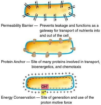 Funzioni: Cellula procariotica Membrana citoplasmatica Regolazione selettiva degli scambi da- e per l ambiente extracellulare: Trasporto passivo: Diffusione semplice Osmosi Trasporto attivo: mediato