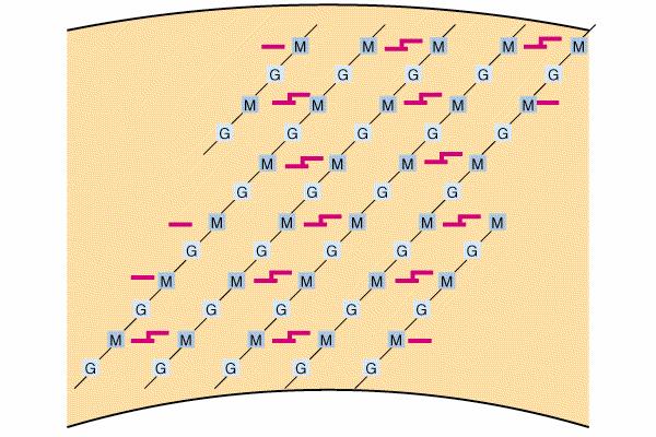 Parete cellulare -