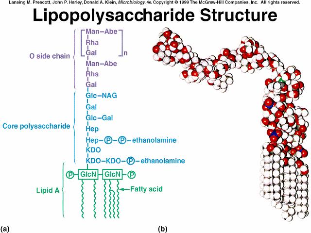 Lipopolisaccaride (LPS) LPS consiste di tre porzioni: lipidica, corta catena di zuccheri (core), lunga catena polisaccaridica Lipide A (glicolipide)