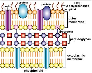 Involucri esterni Gram-negativi Membrana esterna Doppio strato lipidico (7 nm): Fosfolipidi Lipoproteine Lipopolisaccaridi (LPS) Proteine