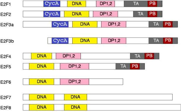 E2F Fattori di trascrizioni che legano la sequenza TTTCCCGC (o varianti) CycA: dominio di legame della Ciclina A DNA: dominio di legame al DNA DP1,2: dominio di dimerizzazione con DP1 e DP2 TA: