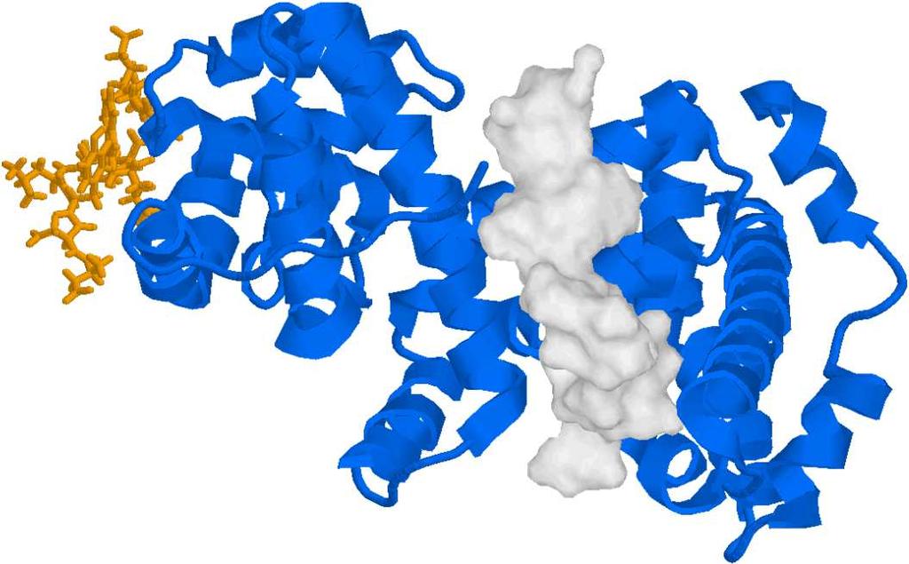 Funzionamento di prb La proteina presenta un pocket domain composto di due regioni: A- box e B-box; Il cristallo del pocket domain di prb complessato con il peptide di 18 AA del dominio di