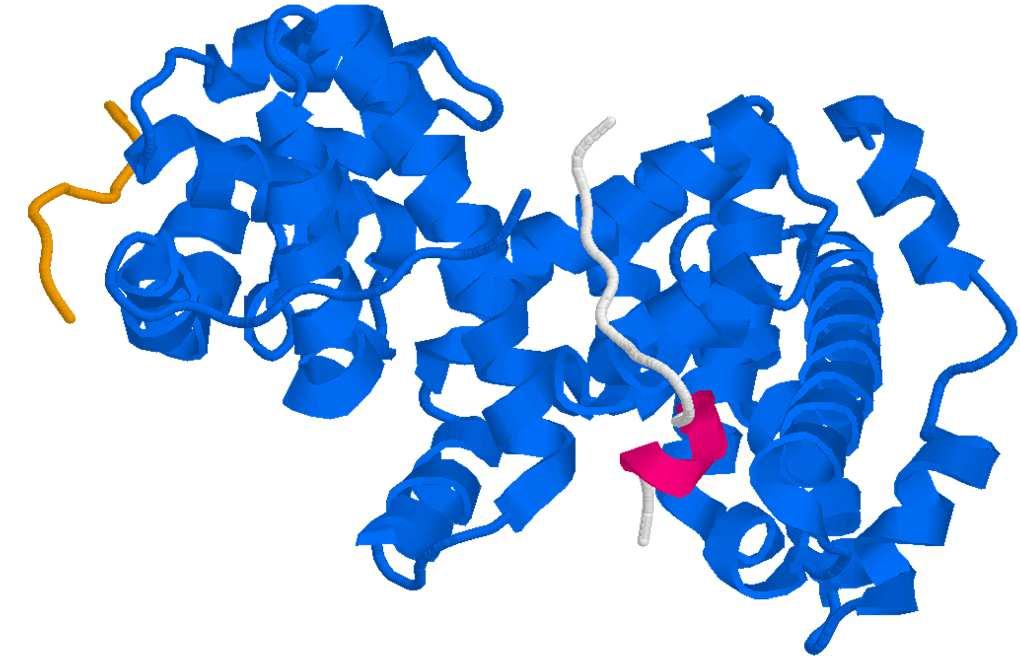 Funzionamento di prb Il segmento N-terminale del peptide E2F-2 è in una struttura estesa simile a un β-strand che interagisce con le α-eliche del solco all interfaccia A-B; Il segmento C-terminale