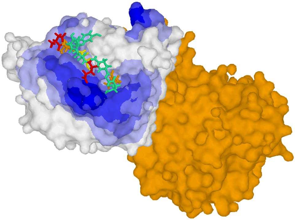 a peptide from HPV E7. Lee, J.O., Russo, A.
