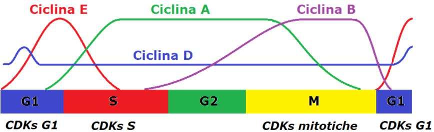 progressione del ciclo cellulare, incluse quelli delle cicline E ed A; In fase G1 tardiva CDK2 è attivata dal legame alla ciclina E e completa la