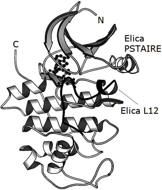 Cdk2-Ciclina A La CDK2 possiede due domini: Dominio amminoterminale, costituito da una singola α elica e da un foglietto β, a 5 filamenti.