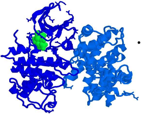 Cdk2-Ciclina A 1FIN Nel complesso ciclina A- Cdk2, la sequenza della ciclina interagisce con la Cdk2, principalmente con l elica PSTAIRE ed