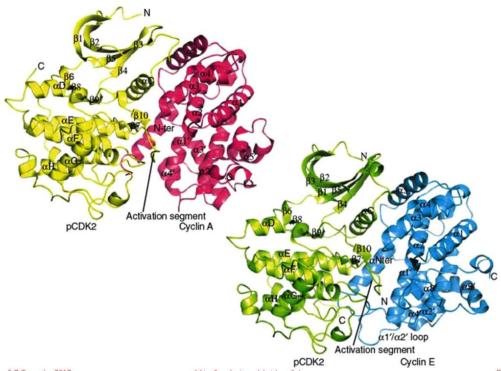 struttura dell Cdk2 e soggetta a cambiamenti conformazionali rilevanti.