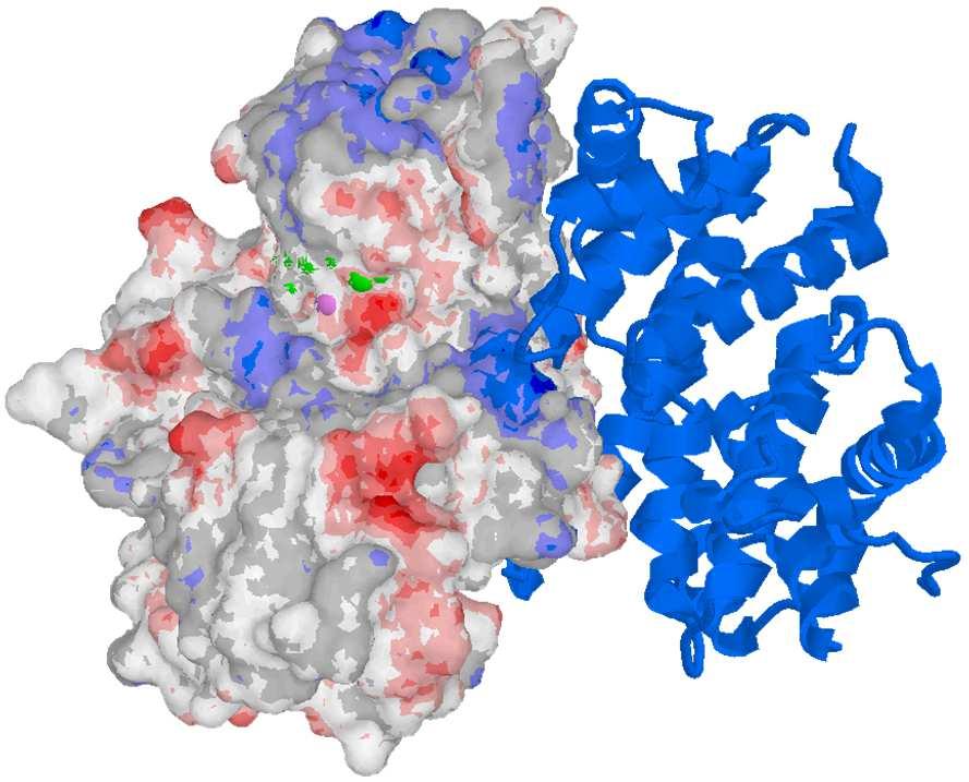 nuova, il T loop subisce anche una profonda trasformazione strutturale: nella Cdk2 isolata possiede una struttura ad α-elica assume all interno