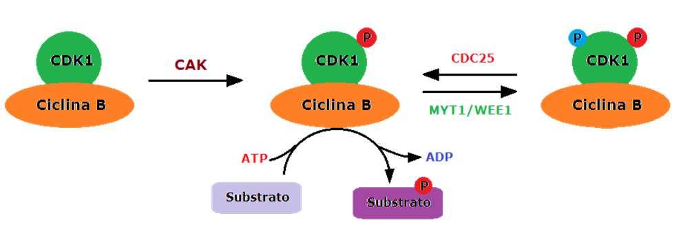 L attività kinasica di CDK può essere: repressa da due chinasi WEE1 e MYT1 che fosforilano due residui