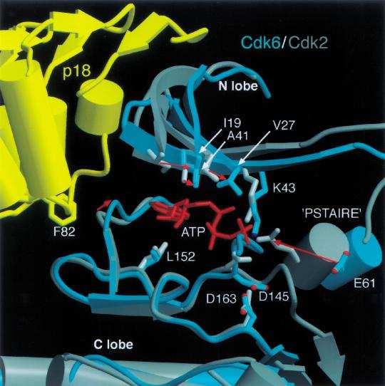 Active site residues implicated in ATP binding and catalysis are displaced in the p18 Cdk6 K-cyclin complex relative to the active Cdk2 cyclina conformation.