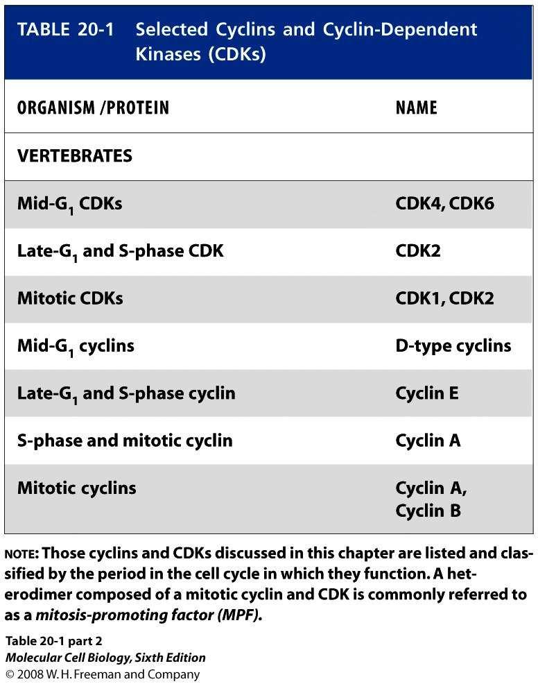 Cicline e CDK  Regolazione del